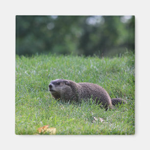 Teufel's Hole Digger Magnet