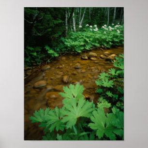 Teufelskeulen am Bachrand in Mt. Rainier Poster