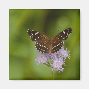 Texan Crescent Butterfly Magnet