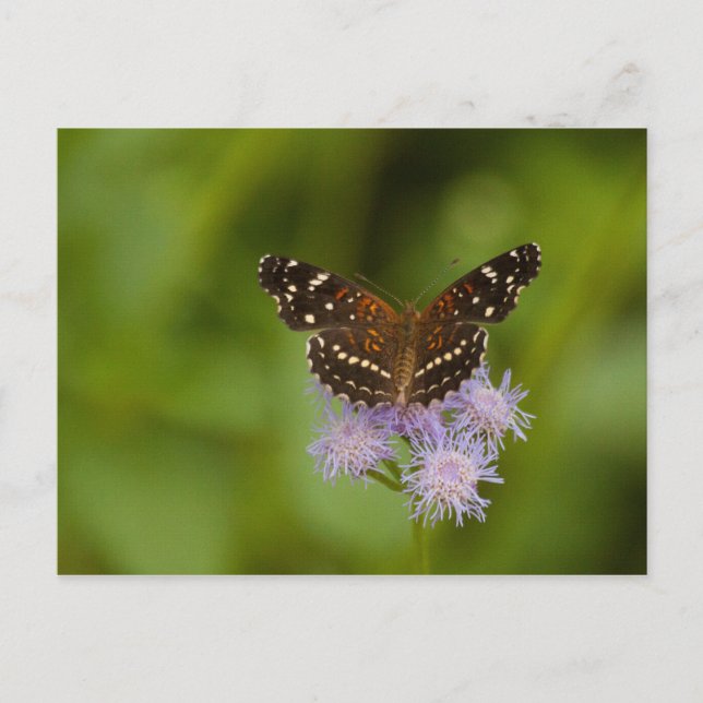 Texan Crescent Butterfly Postkarte (Vorderseite)