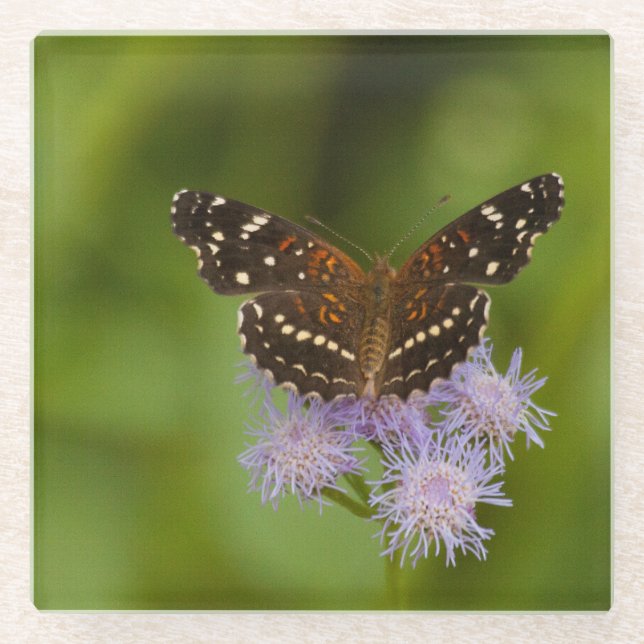 Texan Crescent Schmetterling Glasuntersetzer (Vorderseite)
