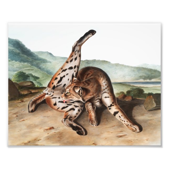 Texan Lynx (Lynx Rufus var maculatus) Illustration Fotodruck (Vorne)