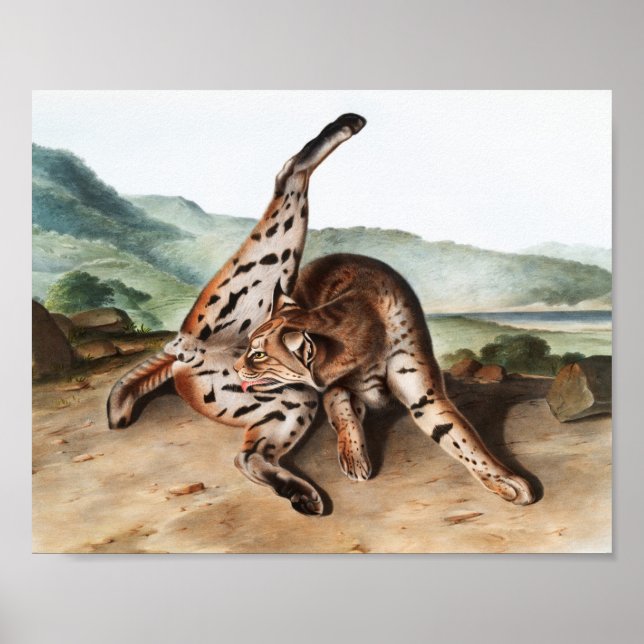 Texan Lynx (Lynx Rufus var maculatus) Illustration Poster (Vorne)