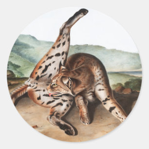 Texan Lynx (Lynx Rufus var maculatus) Illustration Runder Aufkleber