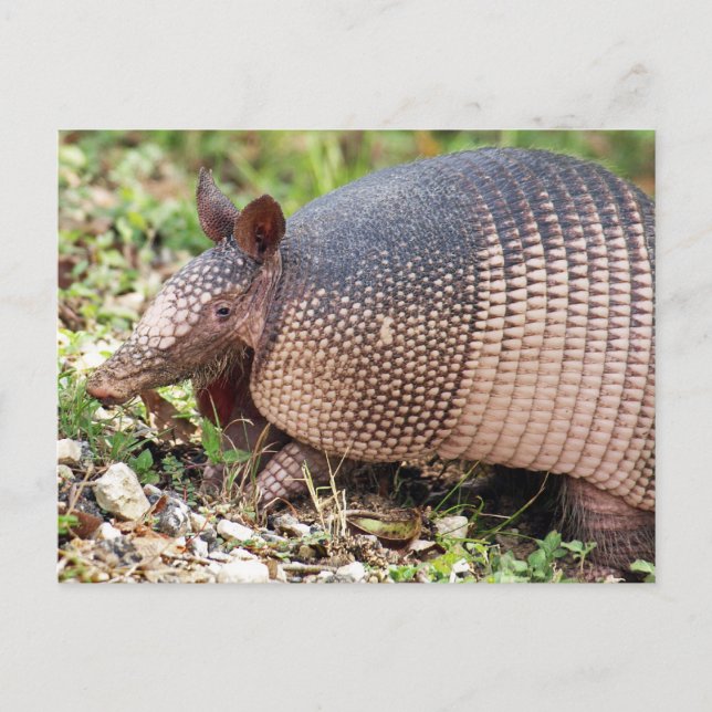 Texas Armadillo Postcard #3 Postkarte (Vorderseite)