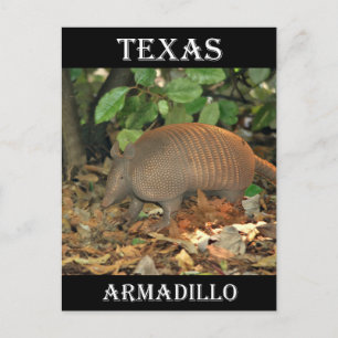 Texas Armadillo Postkarte