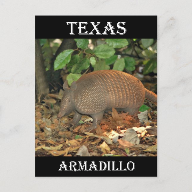 Texas Armadillo Postkarte (Vorderseite)