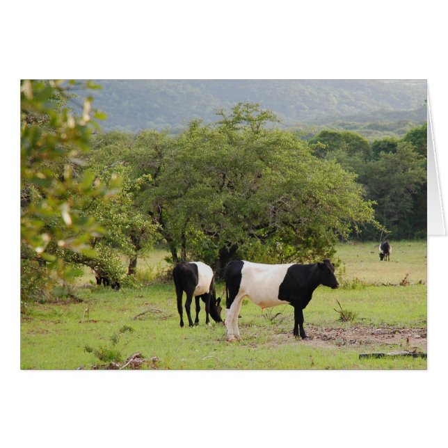 texas bandkuh2 (Vorderseite (Horizontal))