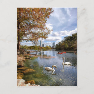 Texas Barton Creek / Ladybird Lake Swans Postkarte