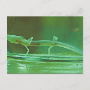 Texas Blind Salamander Postkarte