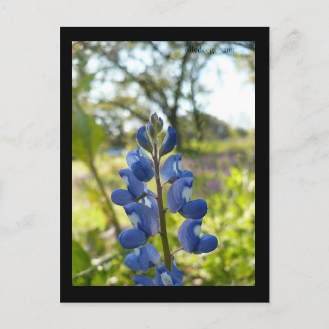 Texas Blue Bonnet Postcard Postkarte (Vorderseite)