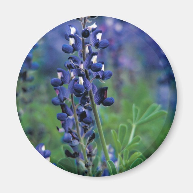 Texas Bluebonnet-2-Best Magnet (Vorne)