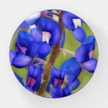 Texas Bluebonnet Blue Blume Paperweight
