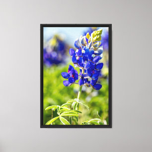 Texas Bluebonnet Blume Leinwanddruck