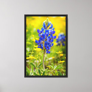 Texas Bluebonnet Blume mit Gelb Leinwanddruck
