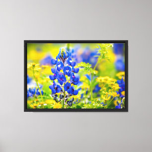 Texas Bluebonnet Blume mit Gelb Leinwanddruck