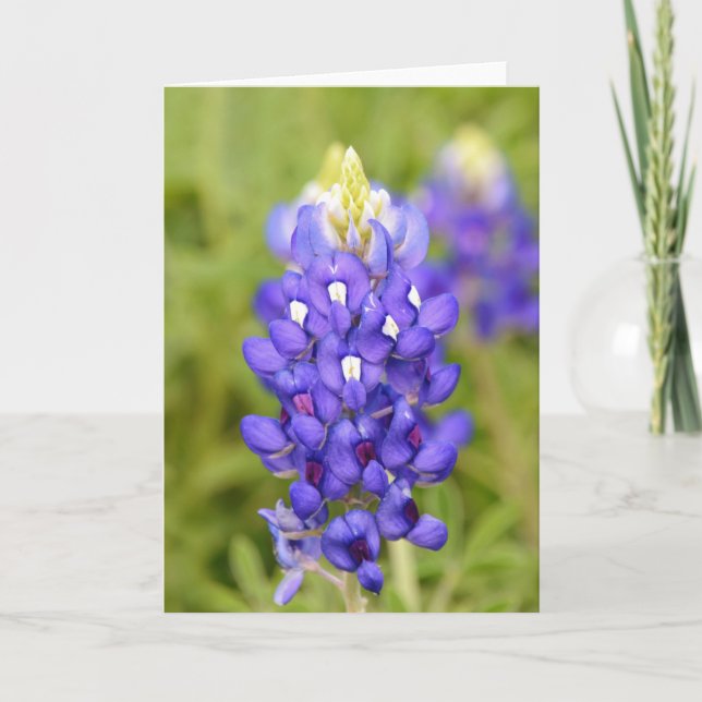 Texas Bluebonnet Blume Nah Portrait Art Card Karte (Vorderseite)
