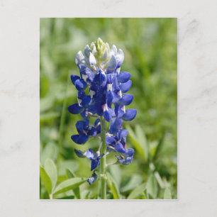 Texas Bluebonnet Blume Postcard Postkarte