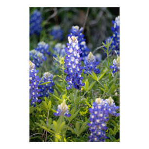 Texas Bluebonnet Fotodruck