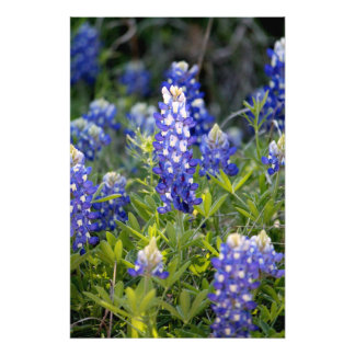 Texas Bluebonnet Fotodruck