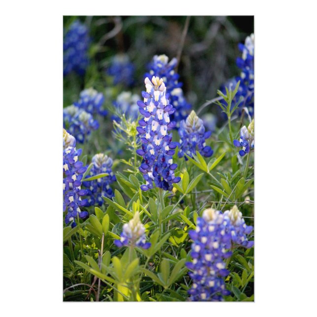Texas Bluebonnet Fotodruck (Vorne)