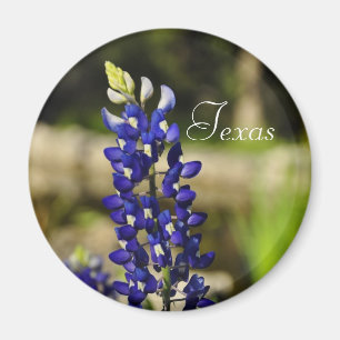 Texas Bluebonnet Magnet
