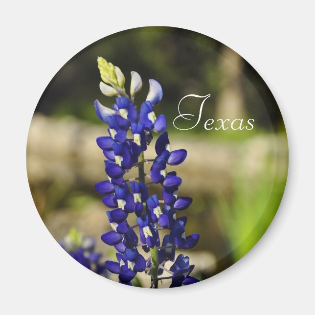 Texas Bluebonnet Magnet (Vorne)