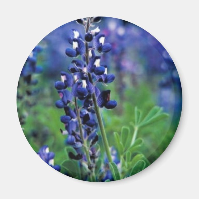 Texas Bluebonnet Magnet (Vorne)