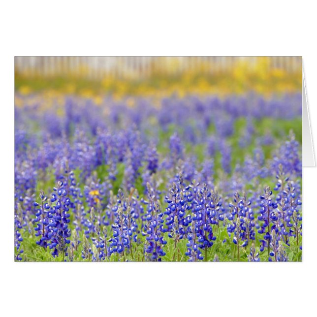 Texas Bluebonnet, Nacogdoches Landkreis (Vorderseite (Horizontal))