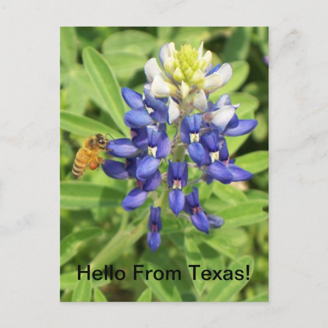 Texas Bluebonnet Postcard Postkarte (Vorderseite)