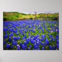 Texas Bluebonnet