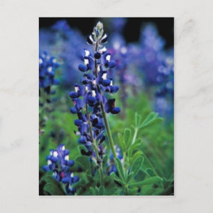 Texas Bluebonnet Postkarte