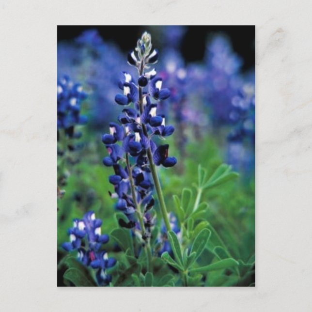 Texas Bluebonnet Postkarte (Vorderseite)