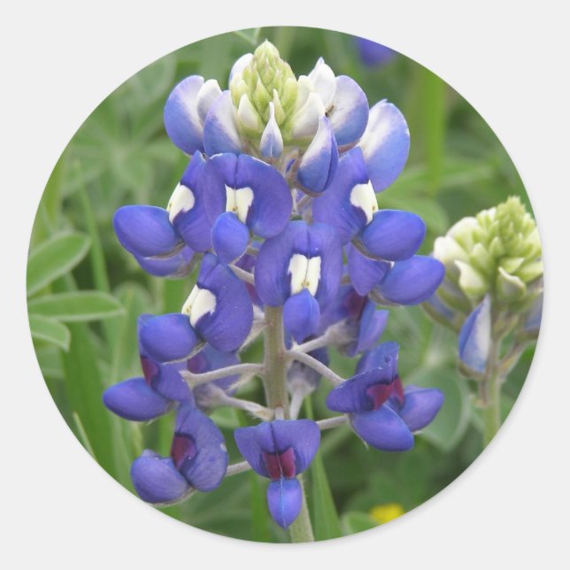 Texas Bluebonnet Runder Aufkleber (Vorderseite)