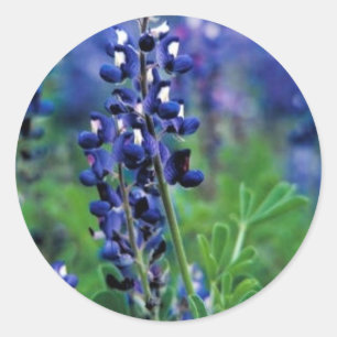 Texas Bluebonnet Runder Aufkleber