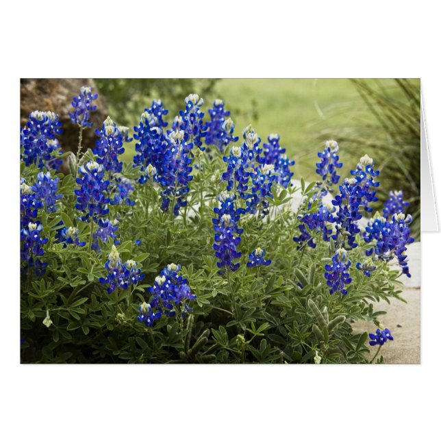 Texas Bluebonnets (Vorderseite (Horizontal))