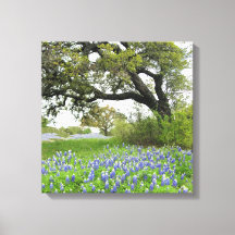 Texas Bluebonnets 16 x 16 überzogene Canvas
