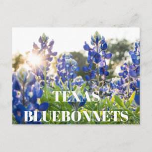 Texas Bluebonnets Blume Wildblume Blue Floral Postkarte
