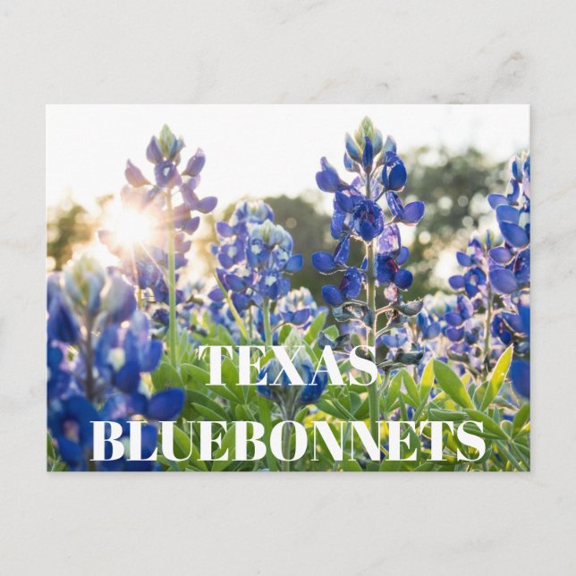 Texas Bluebonnets Blume Wildblume Blue Floral Postkarte (Vorderseite)