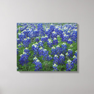 Texas Bluebonnets Feld 2 Stretchierte Canvas Print Leinwanddruck