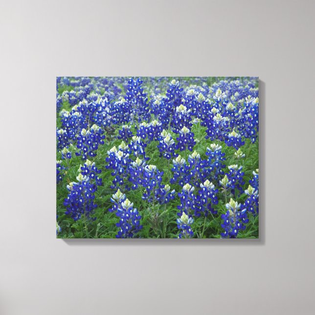 Texas Bluebonnets Feld 2 Stretchierte Canvas Print Leinwanddruck (Vorderseite)