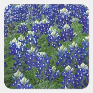 Texas Bluebonnets Field Foto Quadratischer Aufkleber