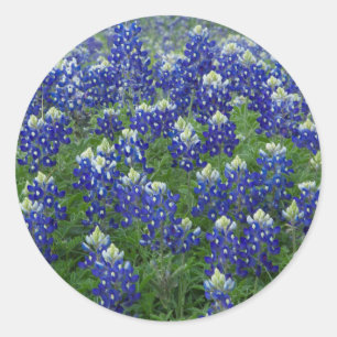 Texas Bluebonnets Field Foto Stickers