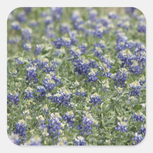Texas Bluebonnets Fotograf Serie #11 Quadratischer Aufkleber
