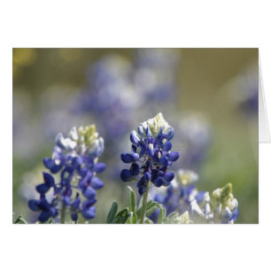 Texas Bluebonnets Fotoserie #7