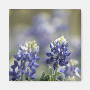Texas Bluebonnets Fotoserie #7 Magnet