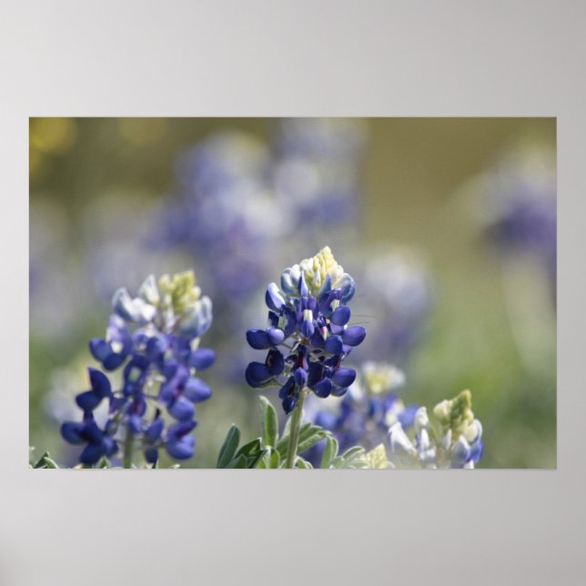 Texas Bluebonnets Fotoserie #7 Poster (Vorne)