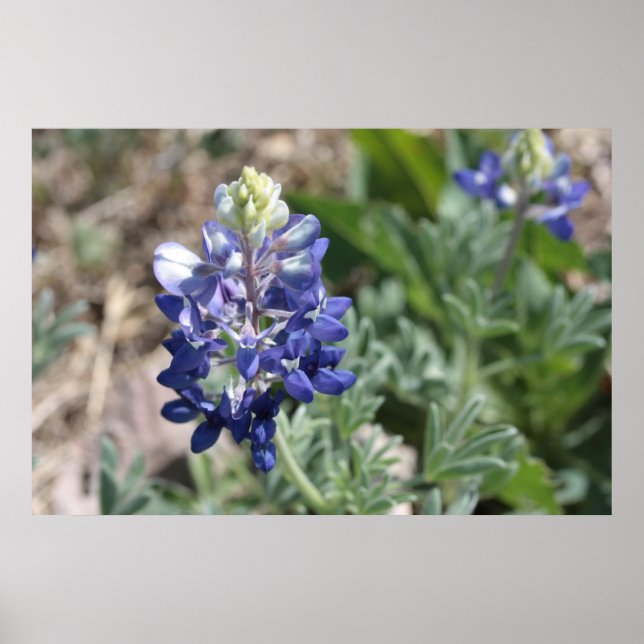 Texas Bluebonnets Fotoserie #8 Poster (Vorne)