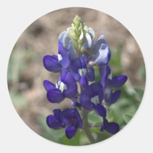 Texas Bluebonnets Fotoserie #9 Runder Aufkleber