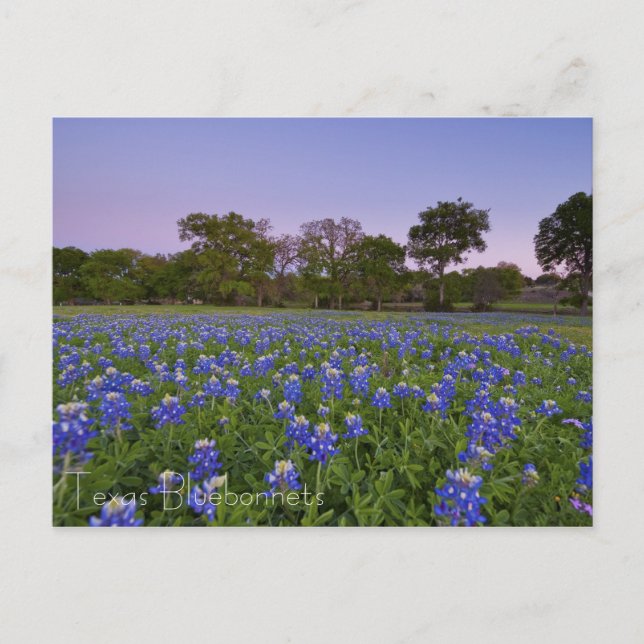 Texas Bluebonnets in Bloom Postcard Postkarte (Vorderseite)